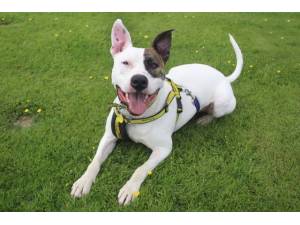 Jeremy - Male Staffordshire Cross (SBT) Photo