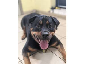 Loki Rottie - Male Rottweiler Photo