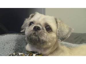 Mowgli - Male Shih Tzu Photo
