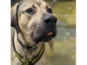 Rex - Male Mastiff: Old English Photo