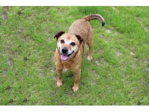 Sandy - Female Terrier Cross Photo