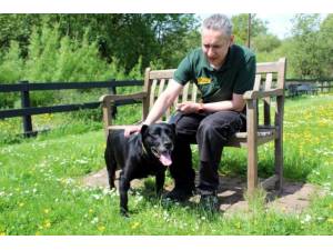 Shadow - Male Lab Cross Photo