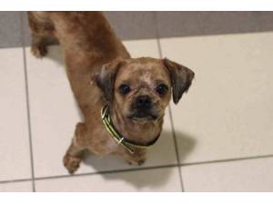 Shih Tzu - Male Shih Tzu Photo