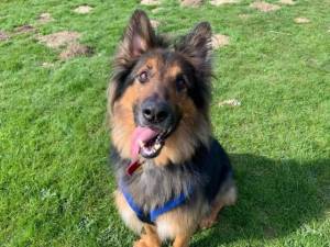 Stanley (Liam) - Male A Crossbreed Photo