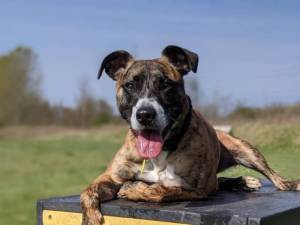 Tigger - Male Lurcher Photo