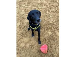 Toby - Male Lab Cross Photo