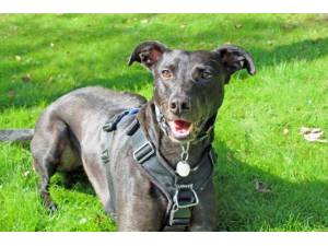 Toby - Male Lurcher Photo