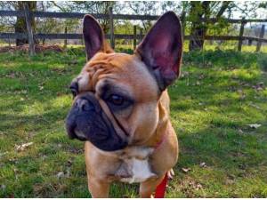 COCO - French Bulldog Photo