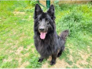 BEAR - German Shepherd Photo