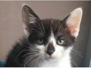 KITTENS - Domestic Shorthair
crossbreed Photo
