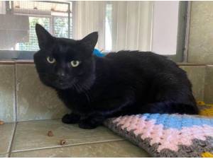 TROY - Domestic Shorthair
crossbreed Photo