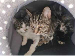 OLLIE AND JESSIE - Domestic Shorthair
crossbreed Photo