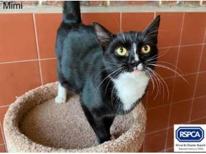 MIMI - Domestic Shorthair
crossbreed Photo