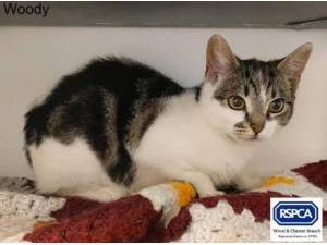 WOODY - Domestic Shorthair
crossbreed Photo