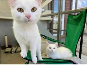 MOLLY AND CHERRY - Domestic Shorthair
crossbreed Photo