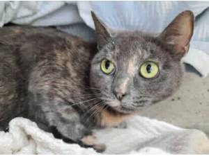 MATILDA - Domestic Shorthair
crossbreed Photo