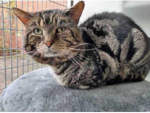MR BOJANGLES - Domestic Shorthair
crossbreed Photo