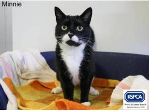 MINNIE - Domestic Shorthair
crossbreed Photo