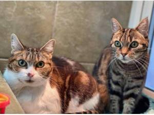 TIGER AND FIGS - Domestic Shorthair
crossbreed Photo