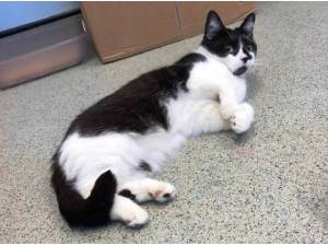 MISCHIEF - Domestic Shorthair
crossbreed Photo