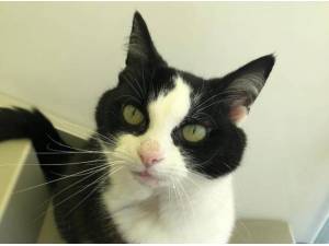 POLLY - Domestic Shorthair
crossbreed Photo