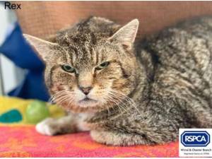 REX - Domestic Shorthair
crossbreed Photo