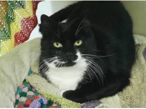 JESS - Domestic Shorthair
crossbreed Photo