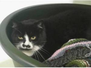 JAZZ - Domestic Shorthair
crossbreed Photo
