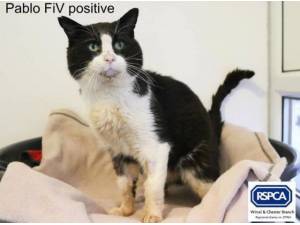 PABLO FIV - Domestic Shorthair
crossbreed Photo