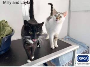 MILLY AND LAYLA - Domestic Shorthair
crossbreed Photo