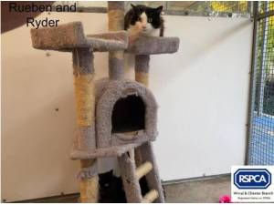 RUEBEN AND RYDER - Domestic Shorthair
crossbreed Photo