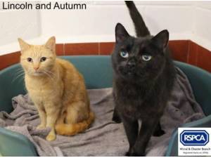 LINCOLN AND AUTUMN - Domestic Shorthair
crossbreed Photo