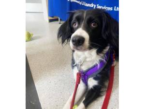Bonnie - Female Collie Cross Photo