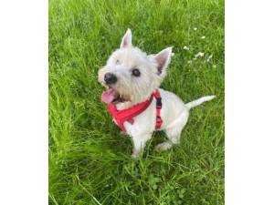 Monty - Male West Highland White Terrier Photo