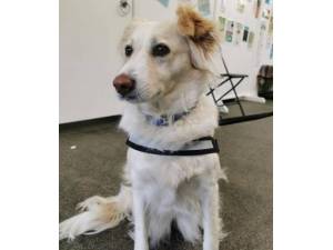 Holly - Female Collie Cross Photo