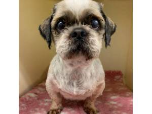 Bobby - Male Shih Tzu Photo