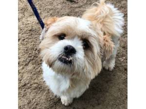 Cai (was Kyle) - Male Shih Tzu cross Maltese Photo