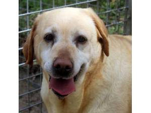 True - Female Labrador Photo