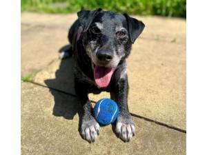 Bruce - Male Terrier (Patterdale) Photo