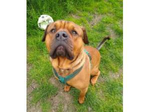 Rocco - Male Rottweiler Cross Photo