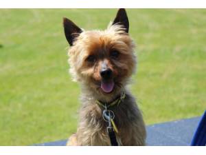 Bentley - Male Terrier: Yorkshire Photo