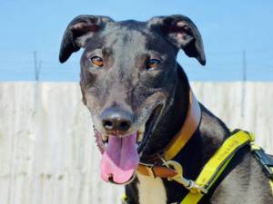 Dash - Male Greyhound Photo