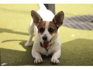 Dinky - Male Jack Russell Terrier (JRT) Photo