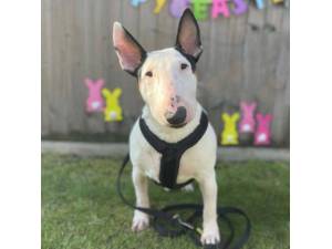 Dior - Female Terrier: English Bull Photo