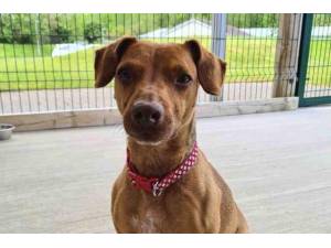 Fudge - Male Patterdale Terrier Photo