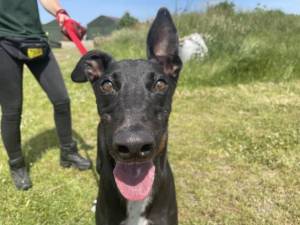 George - Male Greyhound Photo