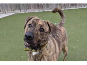 Harvey - Male Mastiff: Old English Photo