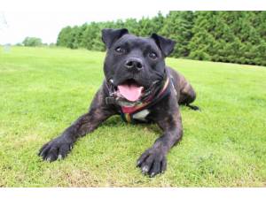 Loki - Male Staffordshire Bull Terrier (SBT) Photo