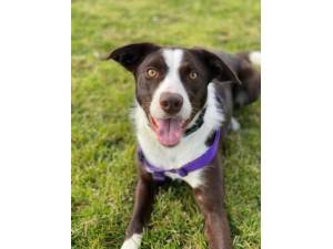 Macey - Female Collie Cross (Border) Photo