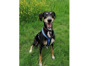 Matthew - Male Saluki Photo